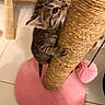 kitten, cat, scratching_post, pink, toy, furniture, floor, tile, curious, claws, pet, animal, indoor, playful, young, cute, striped, whiskers, ears, paws