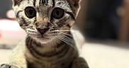 Cleocatra Moon joined the competition — help win amazing prizes! kitten, cat, tabby, animal, pet, feline, cute, young, ears, whiskers, paws, carpet, indoor, closeup, portrait, curious, soft, blurred_background, focus, adorable