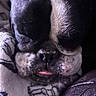 Pokie is registered to the contest to win money with this photo: dog, sleeping, close_up, black_and_white, tongue_out, blanket, pet, resting, animal, fur, snout, cute, domestic_animal, face, cozy, indoor, relaxed, portrait, canine, muzzle