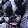 Pokie joined the competition — help win amazing prizes! dog, sleeping, tongue_out, black_and_white, close_up, blanket, leather, cozy, pet, cute, resting, animal, fur, snout, indoors, relaxing, face, whiskers, paw, companion