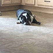 Pokie joined the competition — help win amazing prizes! dog, black_and_white, lying_down, floor, kitchen, cabinet, pet, animal, indoor, tired, resting, canine, tile_floor, domestic, home, laying, fur, cute, lazy, companion