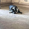 dog, black_and_white, lying_down, floor, kitchen, cabinet, pet, animal, indoor, tired, resting, canine, tile_floor, domestic, home, laying, fur, cute, lazy, companion