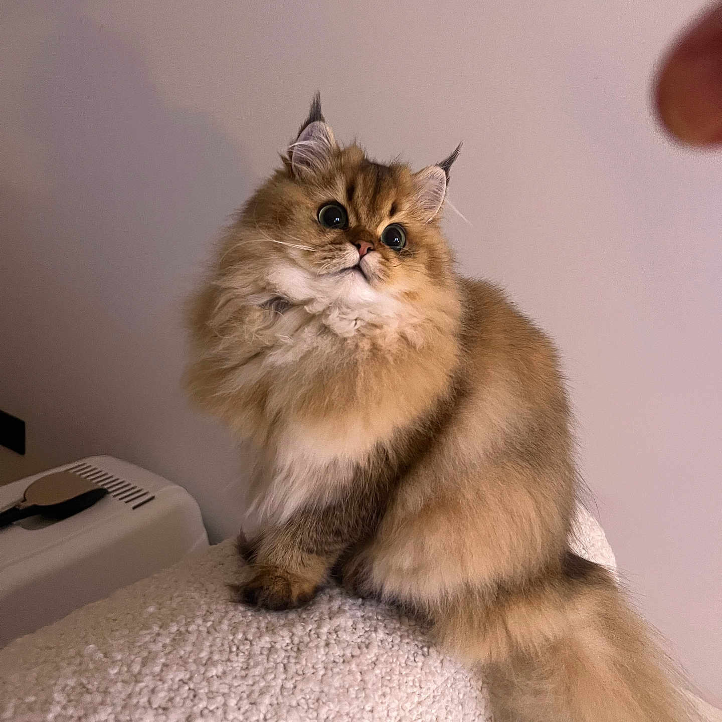 Naya participe au concours pour gagner de l'argent avec cette photo : cat, fluffy, golden_brown, long_fur, tufted_ears, large_eyes, pet, indoor, curious, sitting, close_up, feline, cute, cozy, texture, soft_light, portrait, domestic_animal, whiskers, tail
