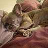 Mochi is registered to the contest to win money with this photo: animal, bed, blanket, closeup, companion, cozy, cute, dog, domestic, ears, french_bulldog, fur, indoors, paw, pet, pillow, relaxed, resting, sleeping, snout