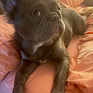 Mochi joined the competition — help win amazing prizes! dog, french_bulldog, pet, bed, blanket, orange, fur, animal, domestic_animal, cute, lying_down, resting, indoor, canine, portrait, sleepy, cozy, paw, close_up, mammal