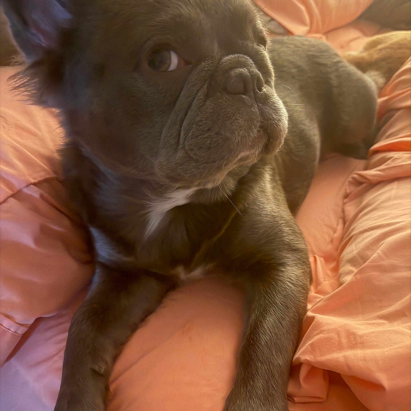 Mochi joined the competition — help win amazing prizes! dog, french_bulldog, pet, bed, blanket, orange, fur, animal, domestic_animal, cute, lying_down, resting, indoor, canine, portrait, sleepy, cozy, paw, close_up, mammal