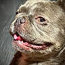 animal, close_up, cute, dog, ears, expression, face, french_bulldog, fur, happy, indoors, light, mammal, pet, portrait, shadow, snout, tongue_out, whiskers, wrinkles