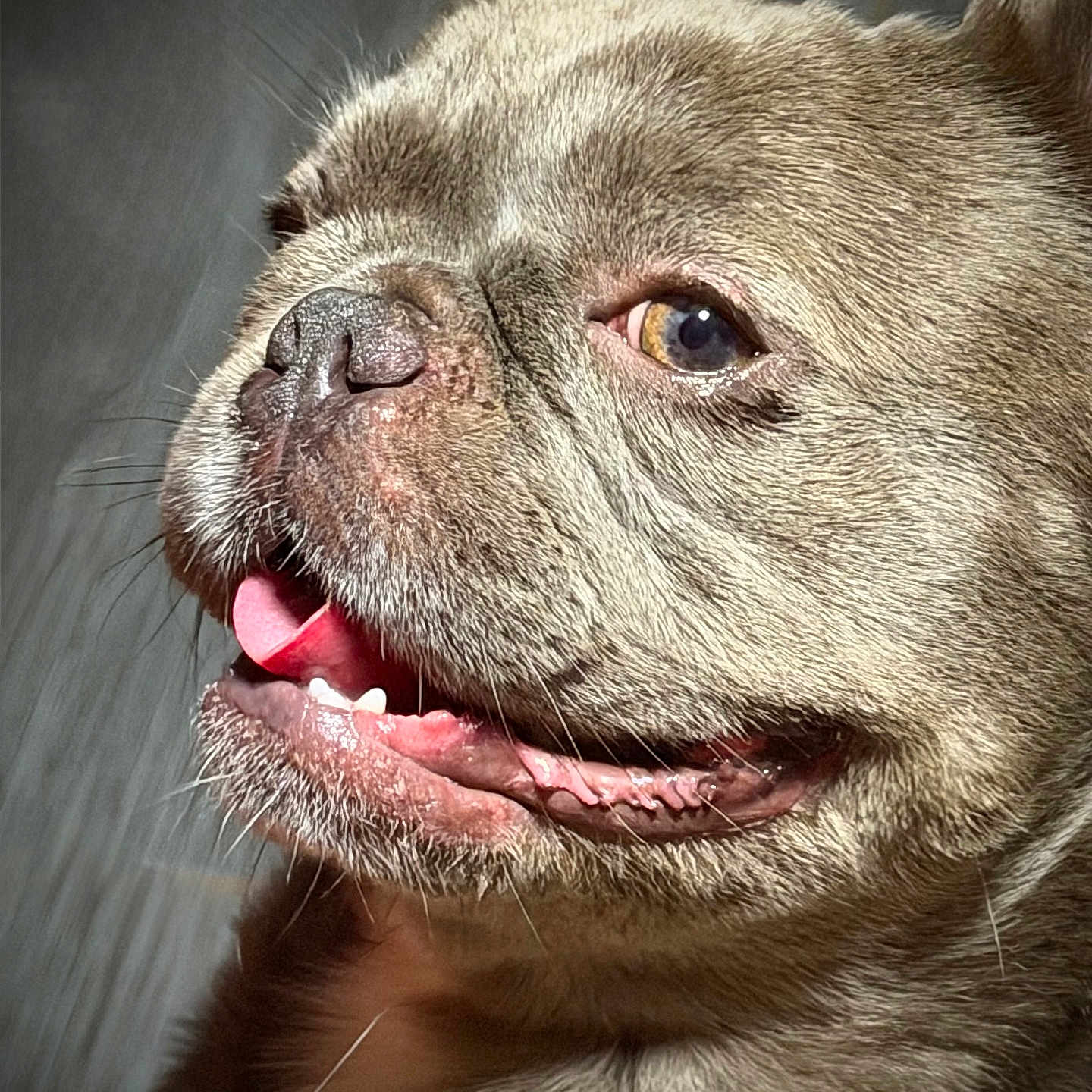 Mochi