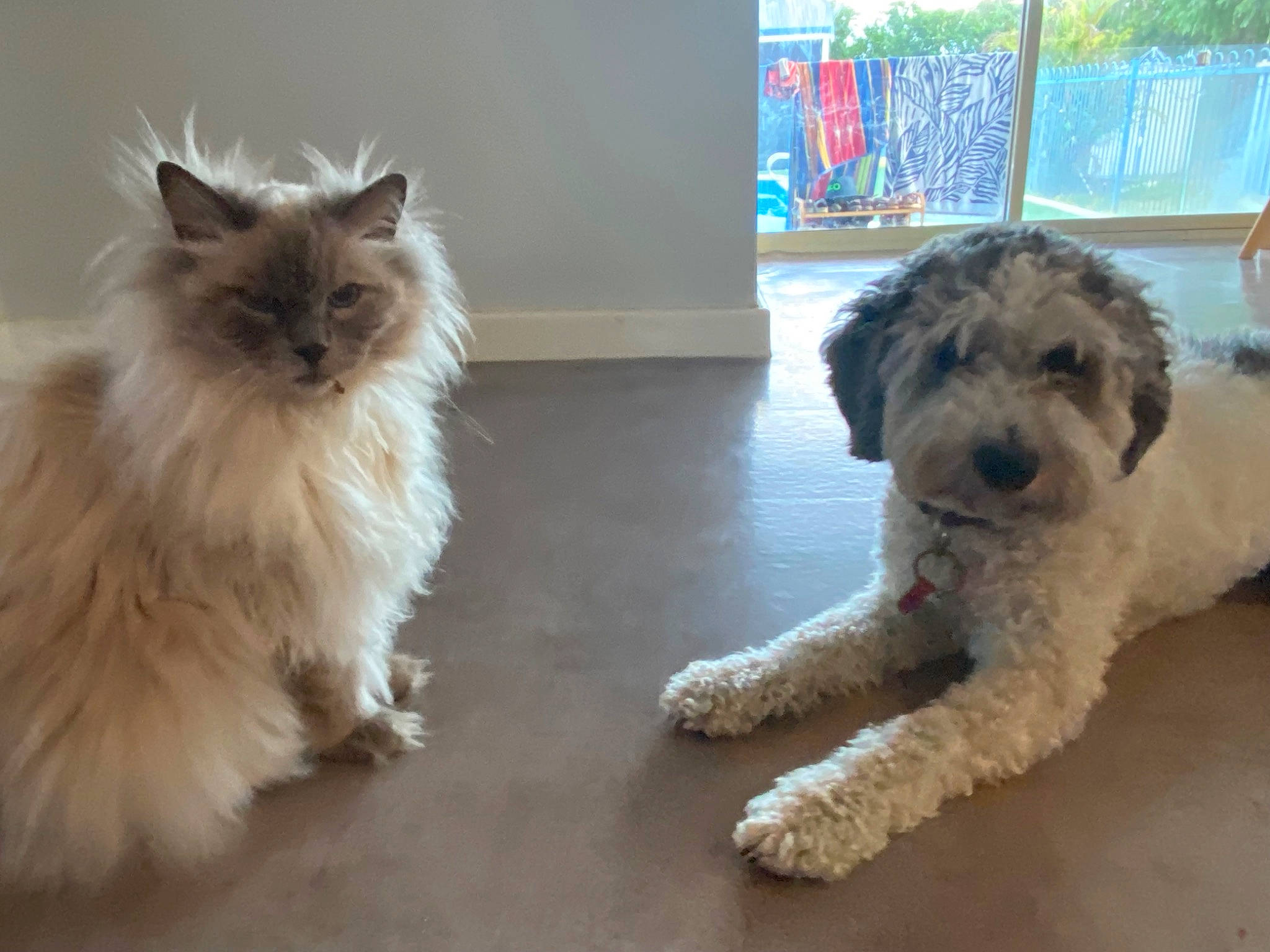 Tsubi is registered to the contest to win money with this photo: british_longhair, canidae, carnivore, cat, companion_dog, dog, dog_breed, felidae, flooring, fur, small_terrier, small_to_medium_sized_cats, snout, sporting_group, tail, terrier, toy_dog, water_dog, whiskers, working_animal