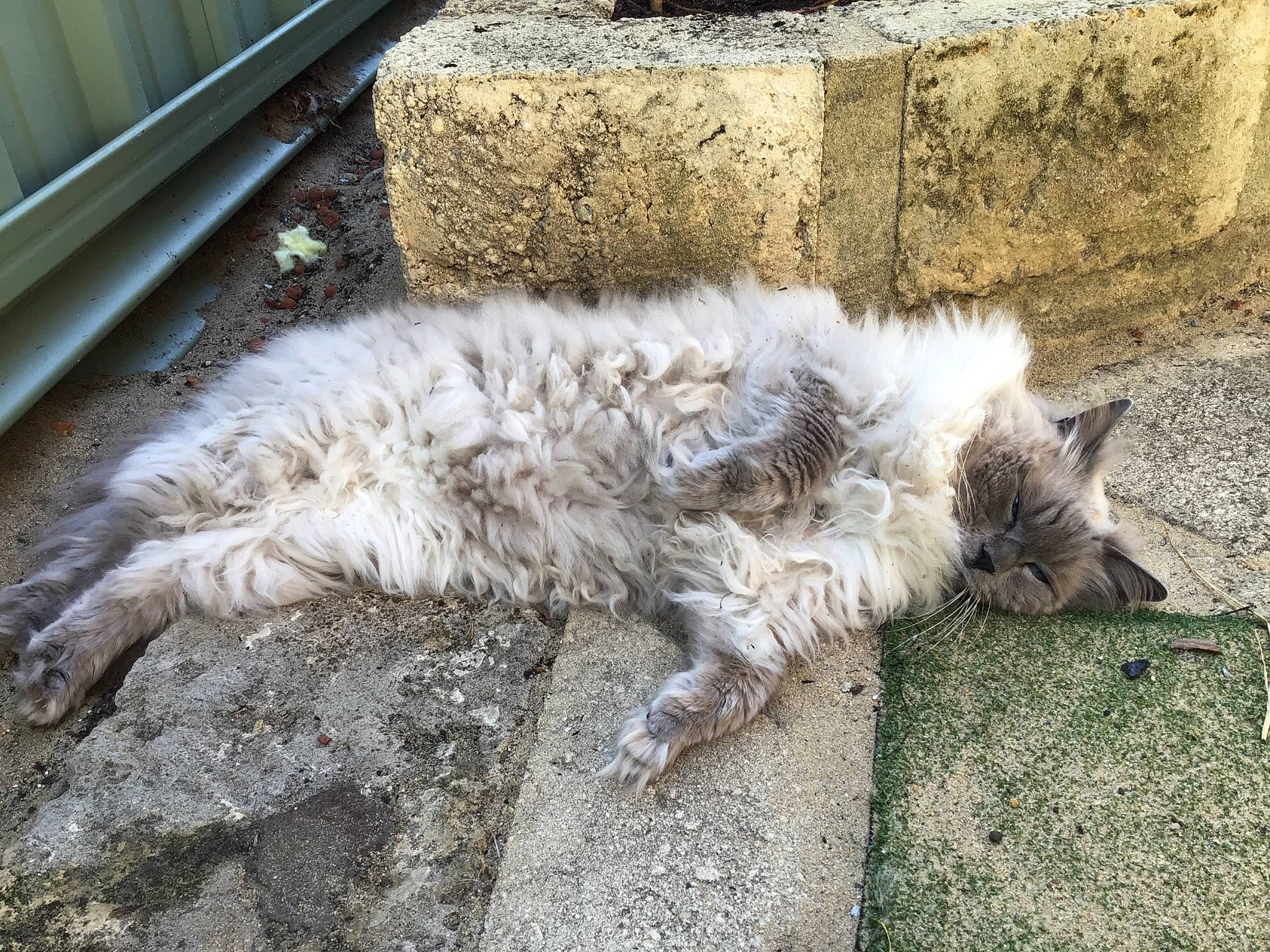 Tsubi is registered to the contest to win money with this photo: carnivore, cat, claw, felidae, fur, grass, paw, selkirk_rex, small_to_medium_sized_cats, soil, tail, terrestrial_animal, whiskers