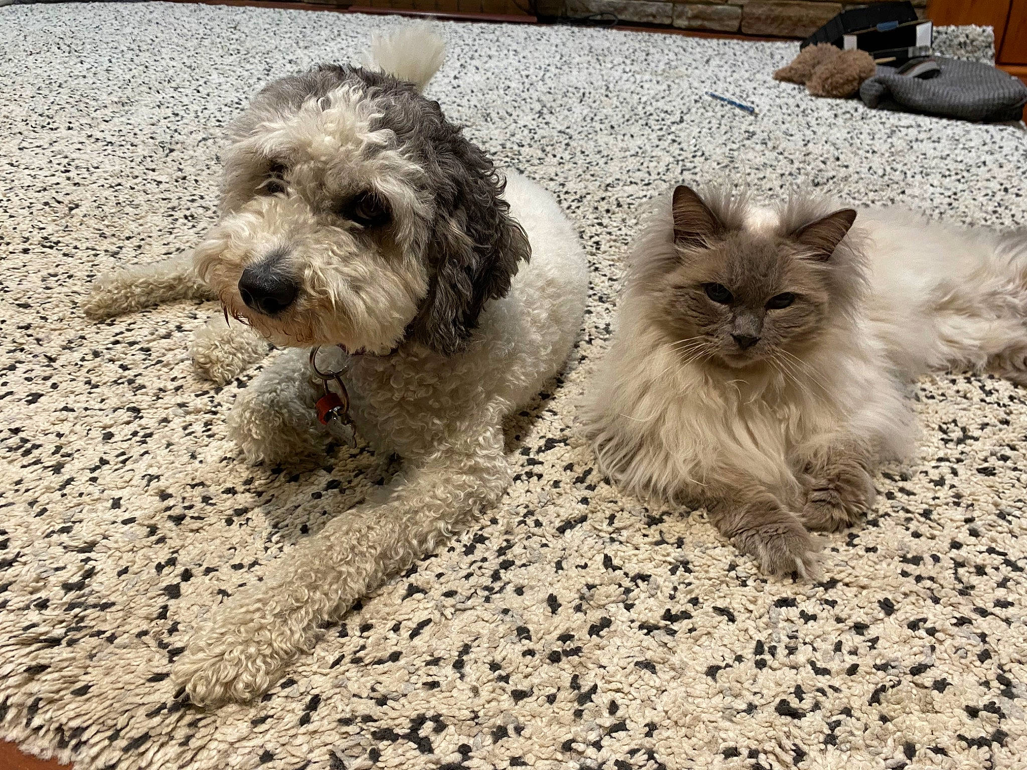 Tsubi is registered to the contest to win money with this photo: canidae, carnivore, companion_dog, dog, dog_breed, flooring, fur, liver, poodle_crossbreed, puppy_love, road_surface, shih_poo, small_terrier, soil, terrestrial_animal, terrier, toy_dog, water_dog, working_animal, yorkipoo