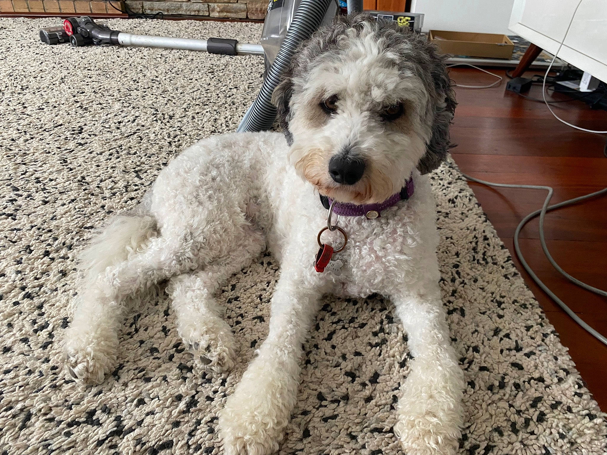 Dotty is registered to the contest to win money with this photo: canidae, carnivore, collar, companion_dog, dog, dog_breed, dog_collar, dog_supply, fur, labradoodle, maltepoo, poodle, poodle_crossbreed, small_terrier, soil, sporting_group, terrier, toy_dog, water_dog, working_animal