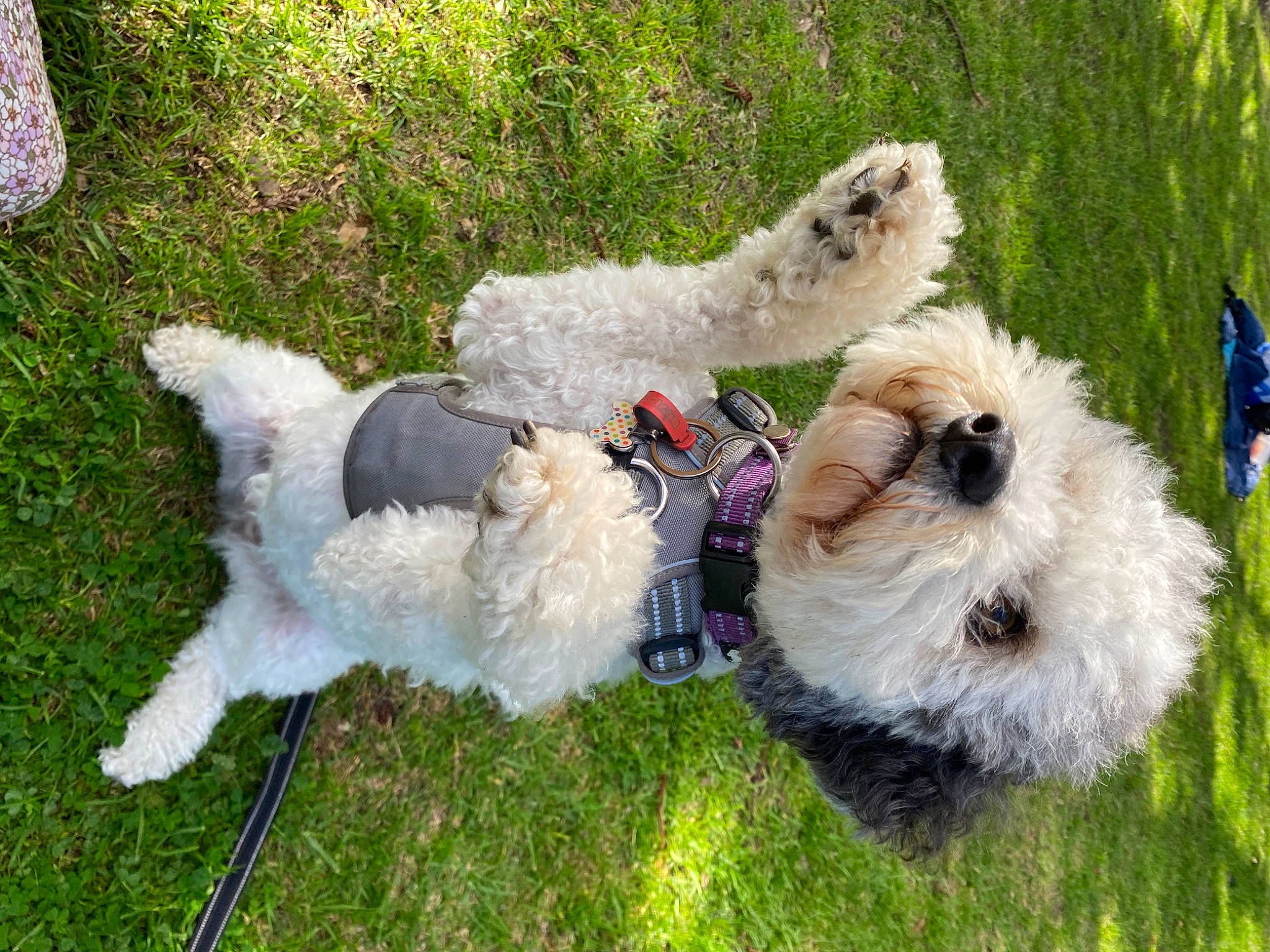 Dotty is registered to the contest to win money with this photo: canidae, carnivore, collar, companion_dog, dog, dog_breed, dog_clothes, dog_collar, dog_supply, fawn, grass, leash, plant, small_terrier, sporting_group, sunglasses, terrier, toy, toy_dog, wire_hair_fox_terrier