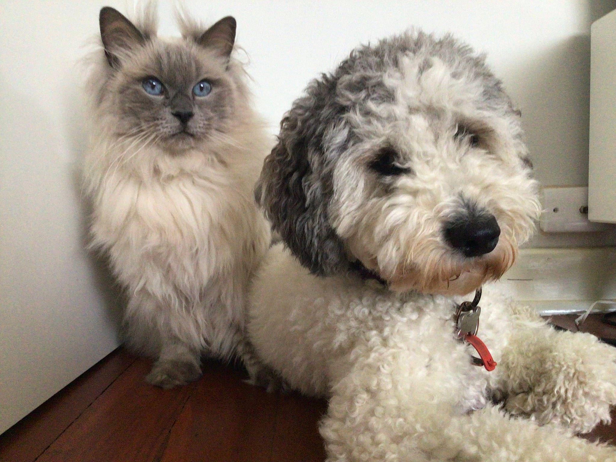 Dotty is registered to the contest to win money with this photo: canidae, carnivore, cat, companion_dog, dog, dog_breed, flooring, fur, hardwood, labradoodle, poodle, ragdoll, shih_poo, small_terrier, snout, terrier, toy_dog, water_dog, working_animal, yorkipoo