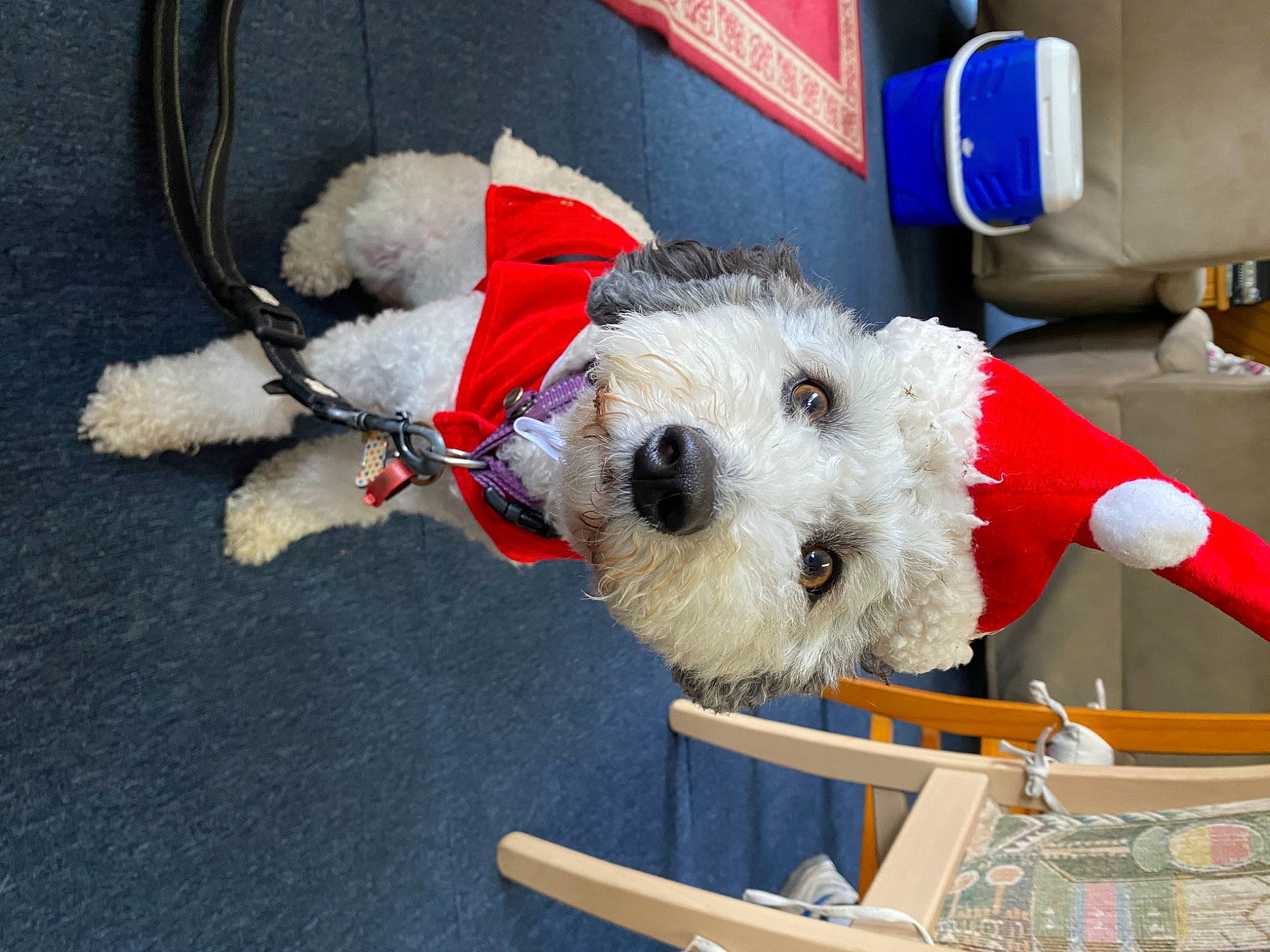 Dotty joined the competition — help win amazing prizes! canidae, carmine, carnivore, collar, companion_dog, dog, dog_breed, dog_clothes, dog_collar, dog_supply, event, fur, holiday, pet_supply, small_terrier, snout, sporting_group, stuffed_toy, terrier, toy_dog