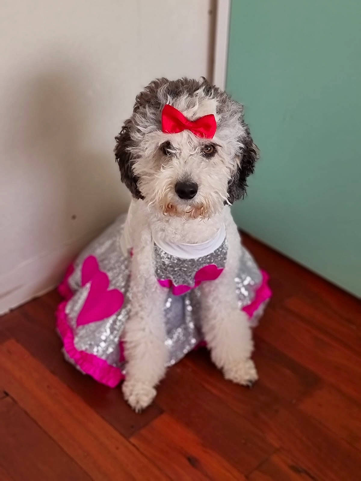 Dotty is registered to the contest to win money with this photo: bow_tie, carnivore, collar, companion_dog, creative_arts, dog, dog_breed, dog_clothes, dog_collar, dog_supply, hardwood, pet_supply, small_terrier, snout, stuffed_toy, sunglasses, terrier, toy_dog, wood, working_animal