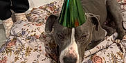 Magnum a rejoint le concours — aidez-le/la à gagner de superbes lots ! animal, blanket, celebration, dog, ears, face, floor, floral_pattern, gray_dog, home, indoor, pants, party_hat, paws, person, pet, relaxed, resting, socks, tile_floor