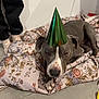 animal, blanket, celebration, dog, ears, face, floor, floral_pattern, gray_dog, home, indoor, pants, party_hat, paws, person, pet, relaxed, resting, socks, tile_floor