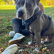 Magnum participe au concours pour gagner de l'argent avec cette photo : animal, autumn, black_harness, brown_eyes, casual_clothing, close_up, curious, daylight, dog, fall, grass, leaves, nature, outdoor, park, person, pet, resting, scenic, sneakers
