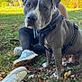 animal, autumn, black_harness, brown_eyes, casual_clothing, close_up, curious, daylight, dog, fall, grass, leaves, nature, outdoor, park, person, pet, resting, scenic, sneakers