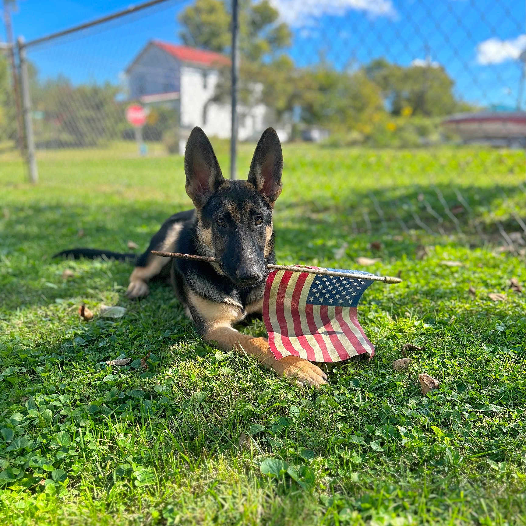 River is registered to the contest to win money with this photo: americanflag, animal, architecture, backyard, building, canine, dog, field, flag, germanshepherd, grass, grassland, nature, outdoors, pet, plant, puppy, shelter, tree, yard