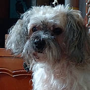 Mistral participe au concours pour gagner de l'argent avec cette photo : animal, brown_furniture, chain, close_up, companion, curious, curly_fur, cute, dog, domestic, face, fluffy, furry, indoor, mammal, medium_size, pet, portrait, soft_lighting, whiskers