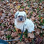Mistral a rejoint le concours — aidez-le/la à gagner de superbes lots ! animal, autumn, canine, curly_fur, cute, daylight, dog, fallen_leaves, fur, grass, leaf_litter, leash, nature, outdoor, pet, playful, seasonal, sitting, small_dog, white_dog