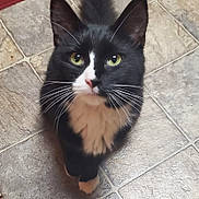 Ally joined the competition — help win amazing prizes! cat, black_and_white, green_eyes, whiskers, curious, pet, indoor, floor, tile_floor, feline, cute, animal, looking_up, domestic_cat, fur, mammal, close_up, portrait, small_paw, adorable