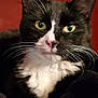 Ally is registered to the contest to win money with this photo: cat, tuxedo_cat, close_up, whiskers, green_eyes, portrait, indoor, pet, feline, animal, black_and_white, relaxed, fur, cute, domestic_cat, face, looking_at_camera, resting, cozy, soft