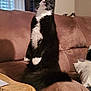 Ally joined the competition — help win amazing prizes! cat, tuxedo_cat, black_and_white, sitting, couch, living_room, curtains, window, furniture, whiskers, alert, pet, indoor, home, cozy, decor, curious, fluffy, animal, mammal