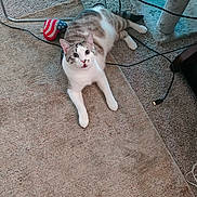 Popcorn is registered to the contest to win money with this photo: cat, carpet, toy, cable, indoor, pet, white, gray, striped, floor, curious, lying_down, playful, home, feline, animal, cute, looking_up, relaxed, domestic