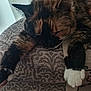 cat, tortoiseshell, sleeping, paws, cushion, patterned, indoor, feline, resting, fur, whiskers, closeup, nap, cozy, home, relaxed, soft_light, pet, animal, cute