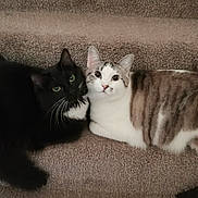 Claudia joined the competition — help win amazing prizes! cat, black_cat, tabby_cat, pets, animals, stairs, carpet, feline, cute, cozy, indoor, two_cats, whiskers, resting, companions, looking_at_camera, domestic_cat, fur, lying_down, curious