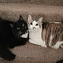 cat, black_cat, tabby_cat, pets, animals, stairs, carpet, feline, cute, cozy, indoor, two_cats, whiskers, resting, companions, looking_at_camera, domestic_cat, fur, lying_down, curious