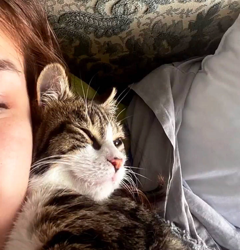 Slash a rejoint le concours — aidez-le/la à gagner de superbes lots ! carnivore, cat, claw, cloud, comfort, domestic_short_haired_cat, felidae, fur, grass, hug, nap, paw, plant, sitting, sleep, small_to_medium_sized_cats, snout, tail, tree, whiskers