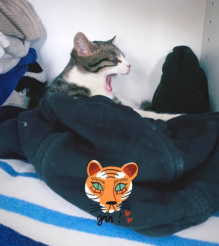 Slash a rejoint le concours — aidez-le/la à gagner de superbes lots ! bag, bed, black_cat, carnivore, cat, comfort, domestic_short_haired_cat, fawn, felidae, fur, linens, paw, sleeve, small_to_medium_sized_cats, snout, stuffed_toy, t_shirt, tail, toy, whiskers