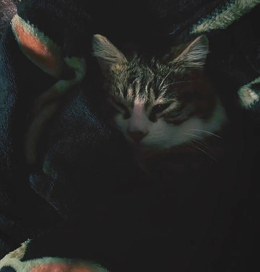 Slash a rejoint le concours — aidez-le/la à gagner de superbes lots ! carnivore, cat, claw, cloud, comfort, darkness, domestic_short_haired_cat, felidae, fur, meteorological_phenomenon, midnight, monochrome_photography, paw, plant, sky, small_to_medium_sized_cats, tail, tree, whiskers, window