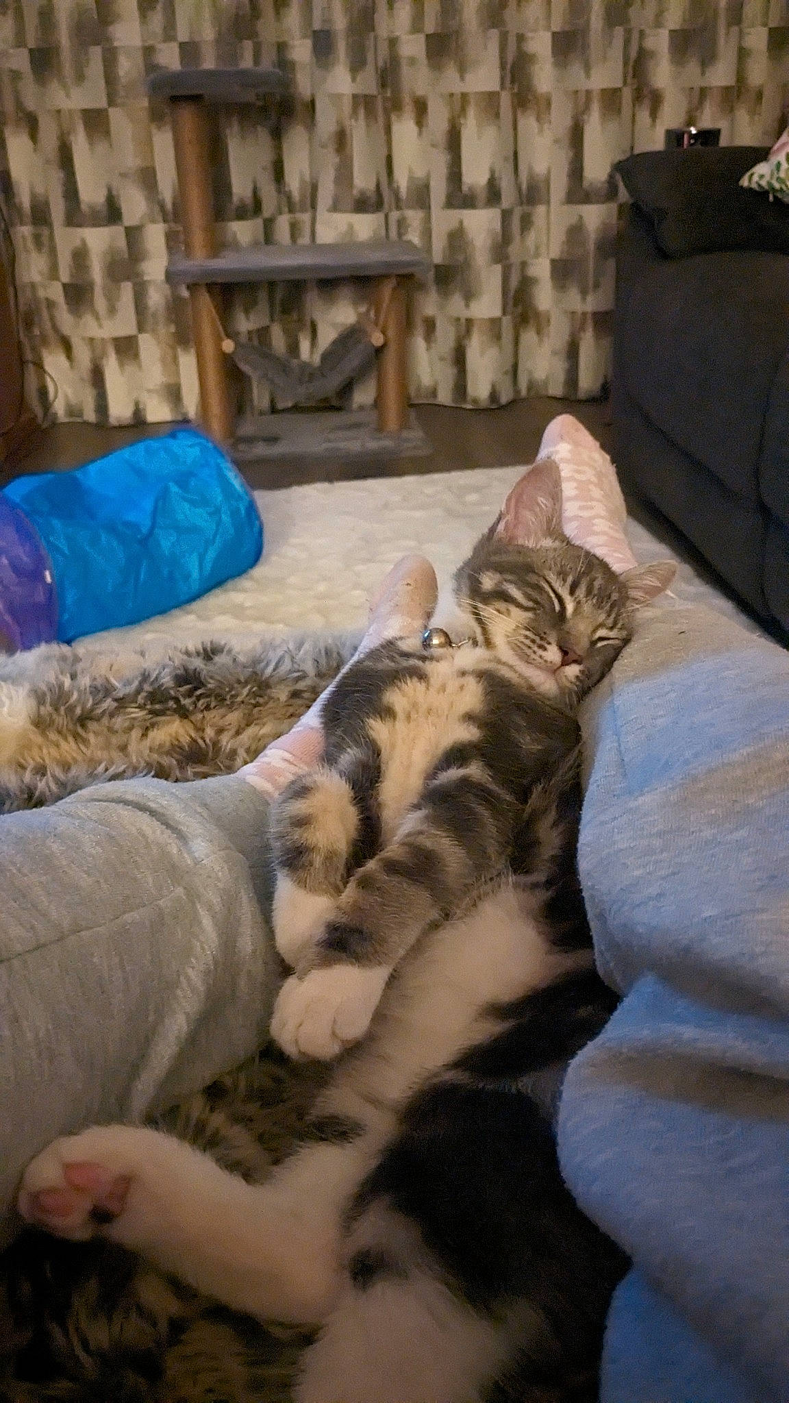 Arlo is registered to the contest to win money with this photo: bedding, carnivore, cat, comfort, couch, domestic_short_haired_cat, felidae, flooring, fur, hardwood, human_leg, lap, linens, paw, room, small_to_medium_sized_cats, tail, textile, whiskers, wood