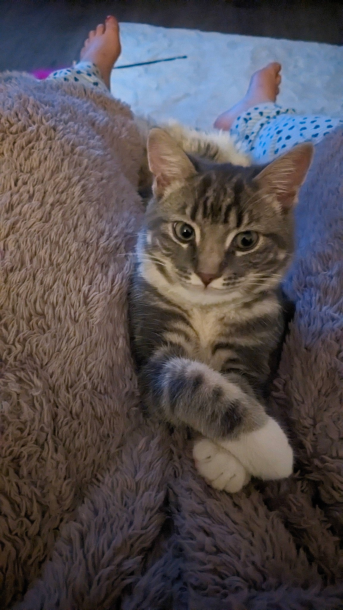 Arlo joined the competition — help win amazing prizes! carnivore, cat, claw, domestic_short_haired_cat, fawn, felidae, fur, paw, small_to_medium_sized_cats, snout, tail, terrestrial_animal, tree, whiskers, wildlife