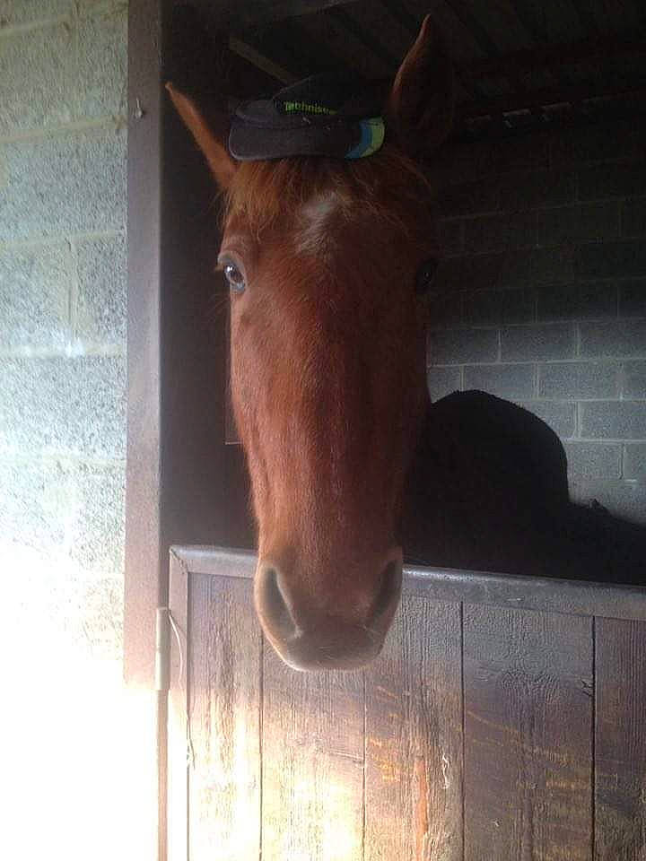 Gontrand a rejoint le concours — aidez-le/la à gagner de superbes lots ! ear, eye, fawn, head, horse, horse_tack, liver, livestock, mane, mare, nose, pack_animal, snout, sorrel, stable, stallion