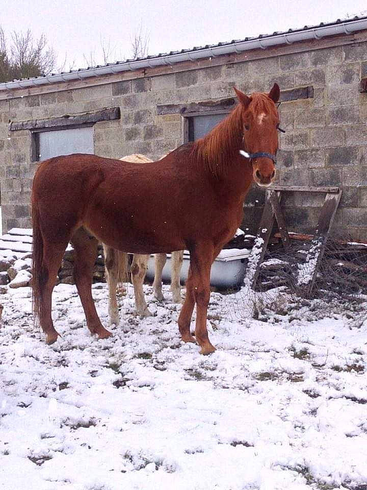 Gontrand participe au concours pour gagner de l'argent avec cette photo : colt, foal, horse, liver, livestock, mammal, mane, mare, mustang_horse, pack_animal, snow, sorrel, stallion, vertebrate, winter