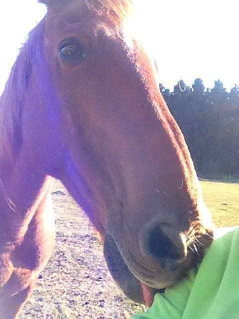 Gontrand a rejoint le concours — aidez-le/la à gagner de superbes lots ! bridle, colt, ear, foal, horse, liver, livestock, mammal, mane, mare, mustang_horse, neck, nose, photography, pony, sky, snout, sorrel, stallion, vertebrate