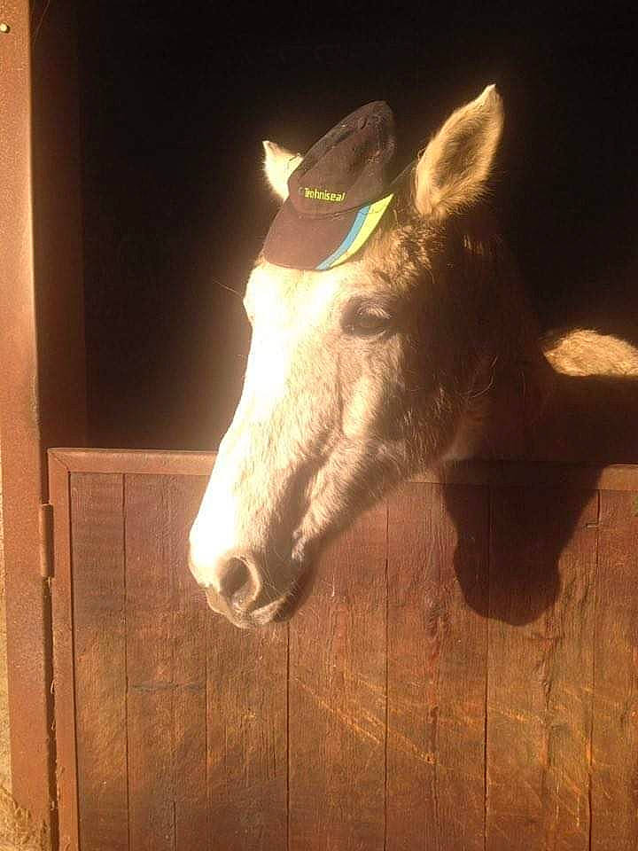 Falcon participe au concours pour gagner de l'argent avec cette photo : burro, ear, fawn, horse, light, livestock, pack_animal, snout