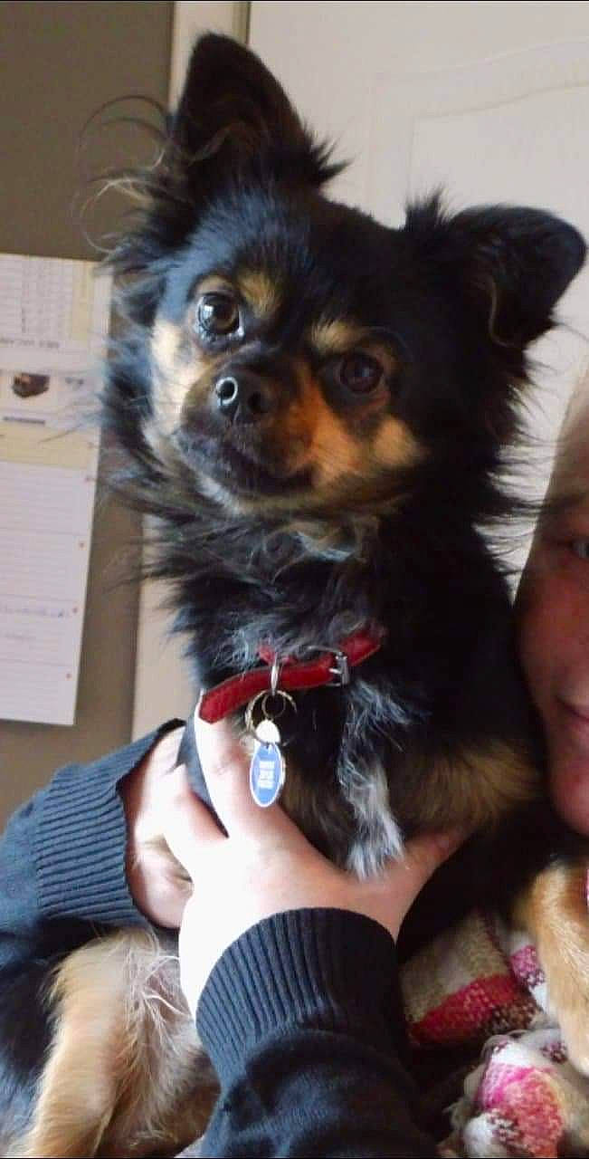 Boubou a rejoint le concours — aidez-le/la à gagner de superbes lots ! canidae, carnivore, chihuahua, companion_dog, dog, dog_breed, fawn, mammal, puppy, puppy_love, russkiy_toy, toy_dog