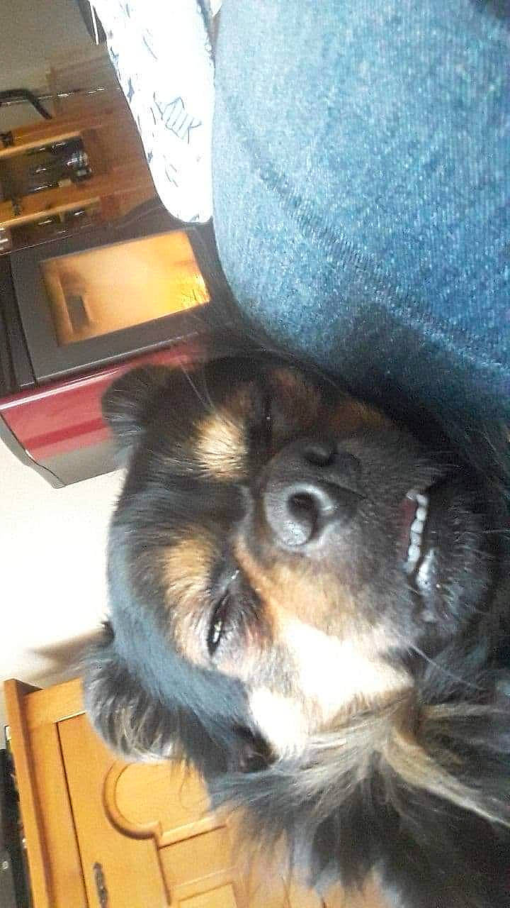 Boubou participe au concours pour gagner de l'argent avec cette photo : australian_shepherd, canidae, carnivore, companion_dog, dog, dog_breed, mammal, puppy, sporting_group