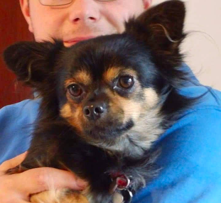 Boubou participe au concours pour gagner de l'argent avec cette photo : canidae, carnivore, chihuahua, companion_dog, dog, dog_breed, fawn, mammal, nose, puppy, puppy_love, russkiy_toy, skin, snout, sporting_group, tibetan_spaniel, toy_dog