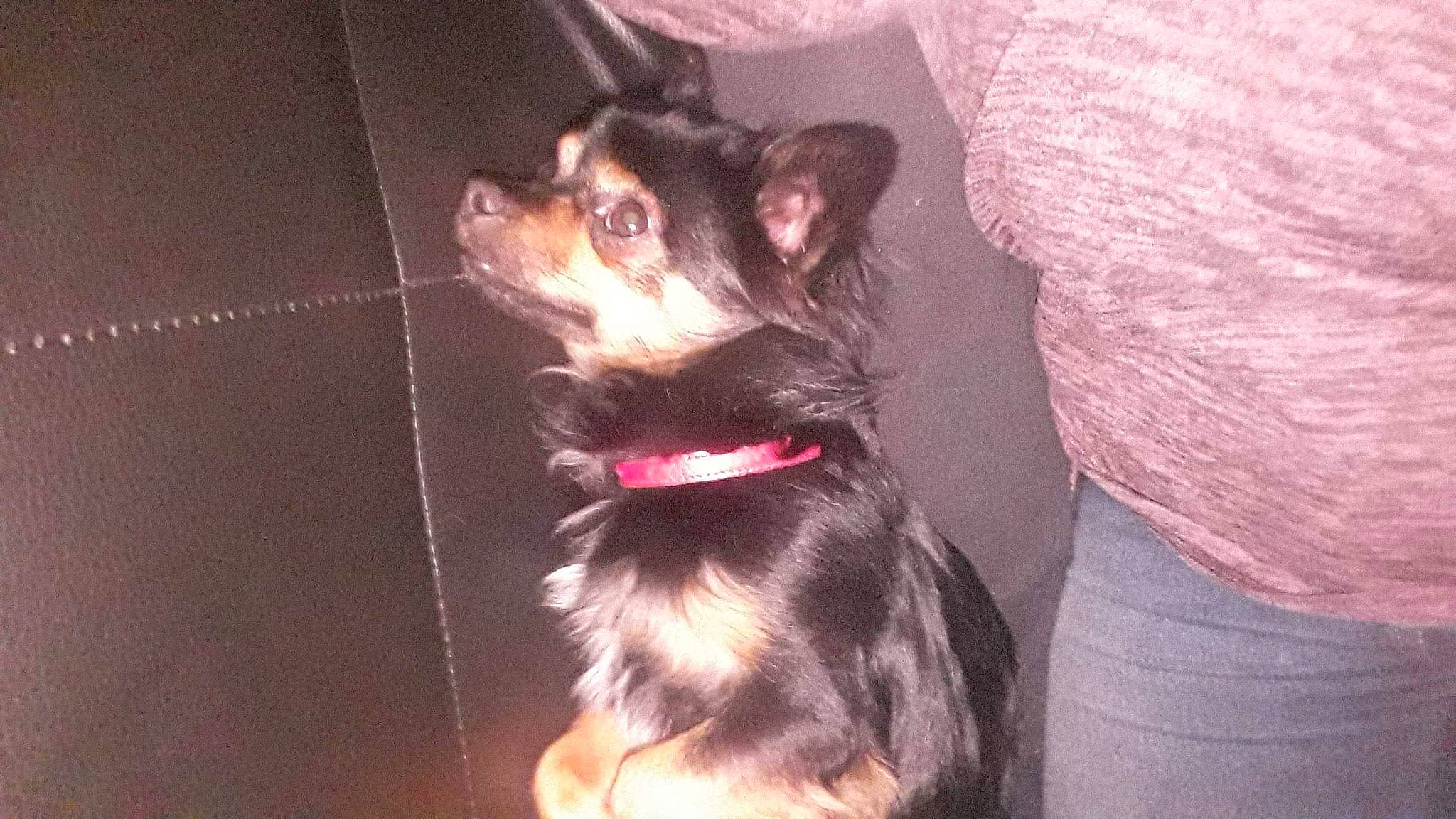 Boubou a rejoint le concours — aidez-le/la à gagner de superbes lots ! canidae, carnivore, chihuahua, companion_dog, dog, dog_breed, ear, mammal, puppy, snout, sporting_group, toy_dog, whiskers, yorkshire_terrier