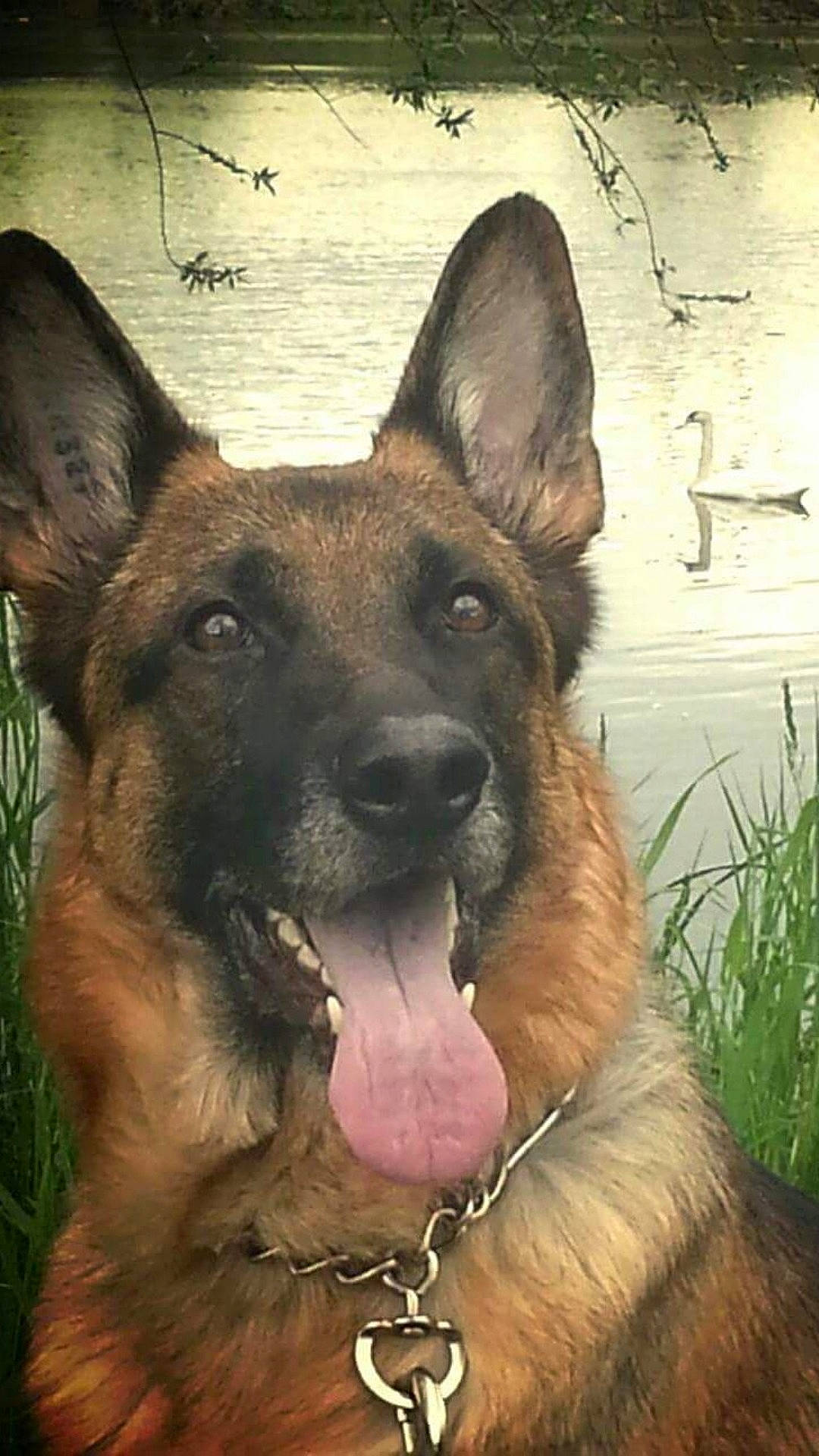 Honey participe au concours pour gagner de l'argent avec cette photo : ancient_dog_breeds, belgian_shepherd, belgian_shepherd_malinois, canidae, carnivore, dog, dog_breed, dutch_shepherd_dog, east_european_shepherd, fawn, german_shepherd_dog, king_shepherd, kunming_wolfdog, mammal, old_german_shepherd_dog, rare_breed_dog, shiloh_shepherd_dog, snout, tervuren, vertebrate