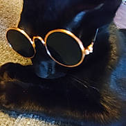 Ashley joined the competition — help win amazing prizes! black_cat, cat, sunglasses, pet, animal, feline, indoor, carpet, relaxed, cute, accessory, round_sunglasses, gold_rim, close_up, laying_down, whiskers, fur, domestic_cat, cool, portrait
