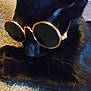 black_cat, cat, sunglasses, pet, animal, feline, indoor, carpet, relaxed, cute, accessory, round_sunglasses, gold_rim, close_up, laying_down, whiskers, fur, domestic_cat, cool, portrait